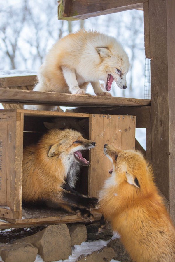 les clubs ayant remporté le plus de titres continentaux